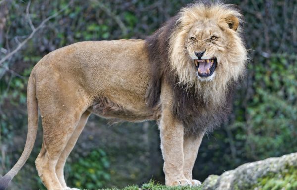 ילדה בת 12 נחטפה על ידי חבורת גברים – אז להקת אריות פעלה במהירות שיא