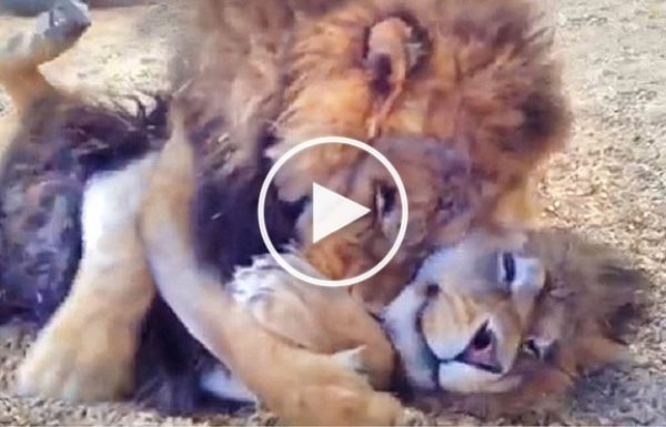שני אריות אחים חולצו אחרי שנים של התעללות בקרקסים. תראו את התגובה שלהם כשהם התאחדו שוב
