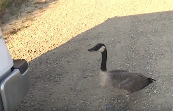 אווז בודד שהלך לאיבוד ניגש לאדם וביקש עזרה. מה שקרה אחר כך היה אחד הדברים המדהימים שראינו