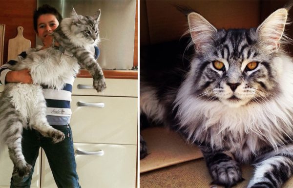החתול הזה שוקל 16 ק”ג ואורכו 1.23 מטר! הנה התמונות שכל אוהבי החתולים מדברים עליהן