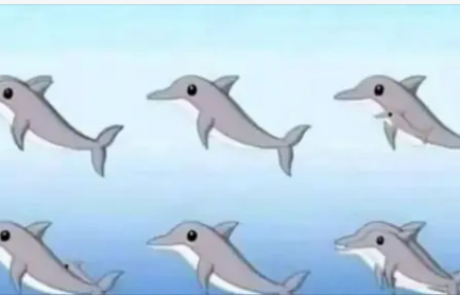 כמה דולפינים אתם מצליחים למצוא בתמונה? רוב האנשים מפספסים לפחות כמה