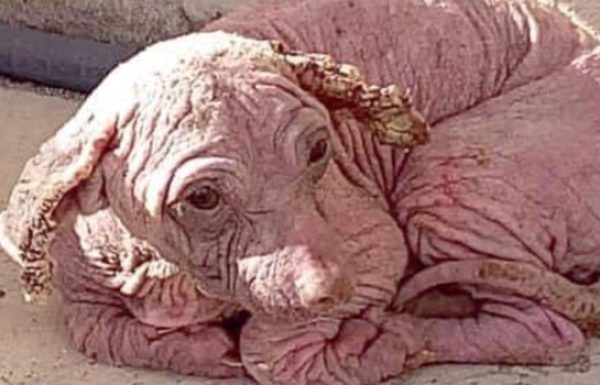 הכלב הזה נמצא גוסס בתחנת דלק, אבל המהפך המדהים שלו השאיר את כולם ללא מילים