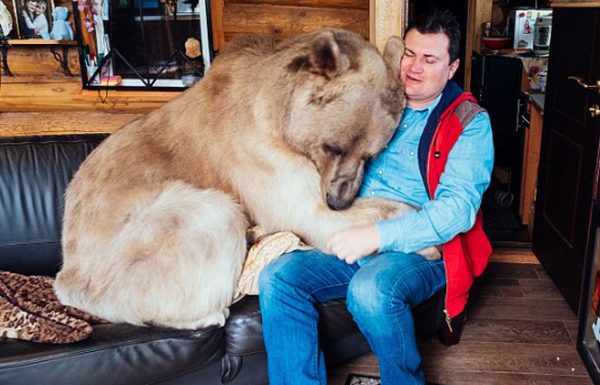 גור דובים יתום חולץ על ידי זוג רוסים, אבל הם לא ציפו שדוב במשקל 150 ק”ג יהפוך לחלק מהמשפחה שלהם