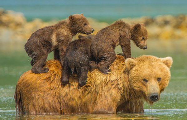 21 תמונות ממיסות את הלב של אמא דובה עם הגורים שלה