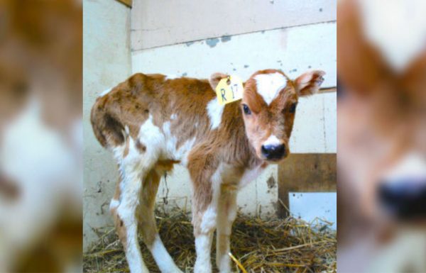 אנשים במכירה פומבית קראו לעגל חולה ‘אשפה’, אבל אז אוהבת חיות נכנסה לתמונה ושינתה הכל!