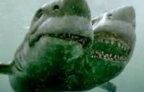 בדיוק כשחשבתם שזה בטוח לשחות, מדענים גילו כריש נדיר עם שני ראשים