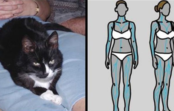 זה מה שקורה לגוף שלכם כשאתם נותנים לחתול לגרגר על הבטן שלכם