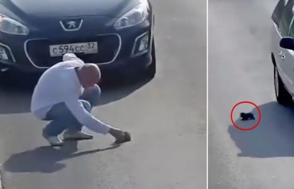 אדם עצר באמצע כביש סואן כדי להציל את חייו של גור חתולים שנפל מרכב נוסע