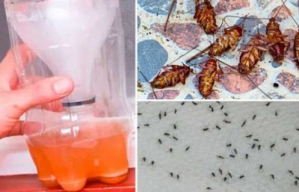 ביי ביי ג’וקים ויתושים! הפתרון הביתי הזה ישמיד וירחיק את החרקים האלה לתמיד!