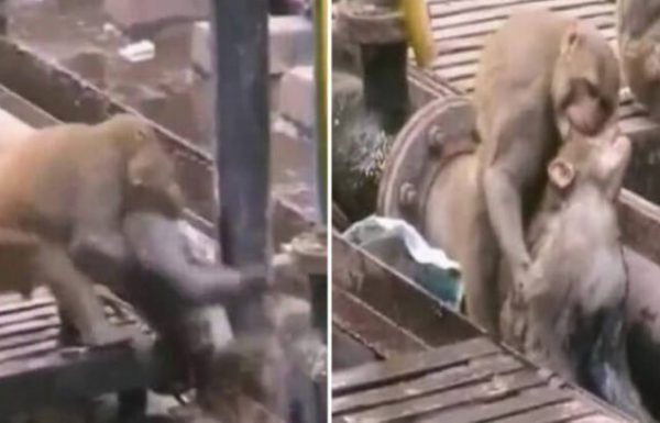 קוף סירב להשאיר את חברו הגוסס מאחור, ואז הוא הדהים את כולם כשהחזיר אותו לחיים!