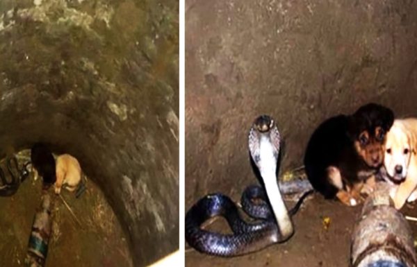 2 גורי כלבים נפלו לתוך באר יחד עם נחש קוברה – עכשיו תראו את התגובה הלא צפויה של הנחש