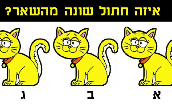 מעטים מצליחים: האם אתם יכולים למצוא איזה חתול שונה? נסו למצוא את הפרט החשוב!