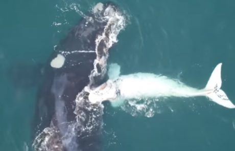 הם הבחינו בלווייתן ענק ליד הסירה שלהם – עכשיו תראו מי מופיע לצידו