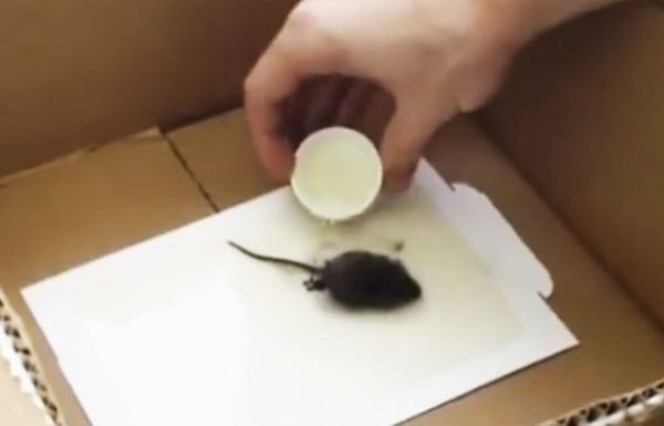 אם אי פעם תראו עכבר במלכודת דבק – זה מה שאתם צריכים לעשות