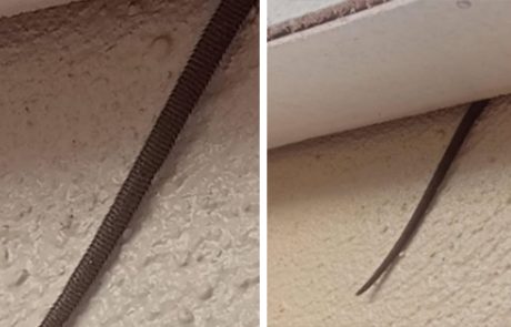 הוא ראה את הדבר המוזר הזה מבצבץ מתקרת ביתו, כשהוא גילה מה זה הוא ברח כל עוד נפשו בו