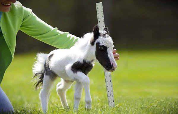 זה הסוס הקטן ביותר בעולם, ואי אפשר שלא להתאהב בו