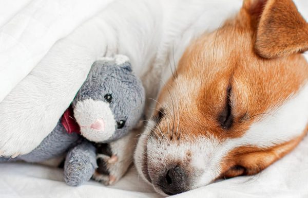 אם הכלב שלכם רוצה לישון לידכם במיטה – ייתכן והסיבה תפתיע אתכם מאוד