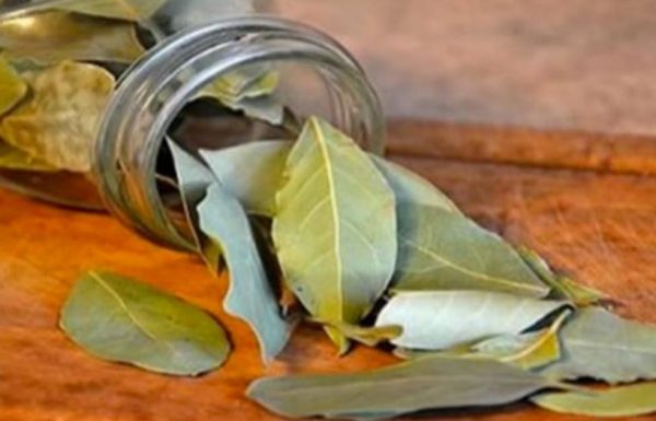 הדליקו בבית את העלים האלו והמתינו 10 דקות – התגובה של הגוף שלכם תדהים אתכם!