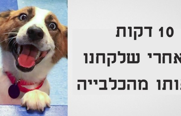 15 כלבים וחתולים לפני ואחרי שהם אומצו מהכלבייה ובית המחסה