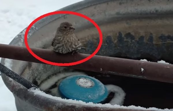הבחור הזה הבחין בציפור שרגליה קפאו לגדר ברזל. עכשיו תראו איך הוא חילץ אותה…מדהים!