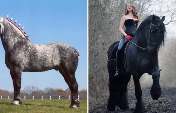 אלה הסוסים הגדולים בעולם – ובחיים לא ראיתם דבר כזה