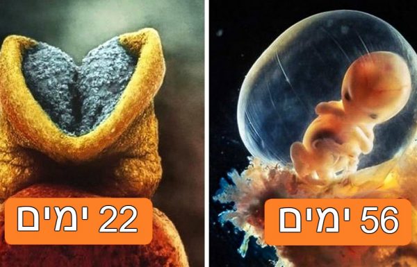 איך ילד נולד: סדרת צילומים עוצרת נשימה מראה את התפתחות העובר ועד הלידה