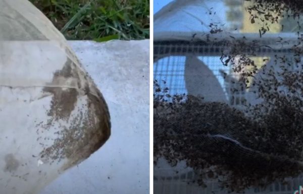 זה גאוני! הטריק הביתי המטורף שינקה לכם את החצר והבית מיתושים תוך דקות!