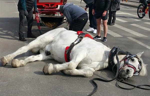 סוס התמוטט באמצע הרחוב – עכשיו פעילים למען בעלי חיים דורשים חקירה