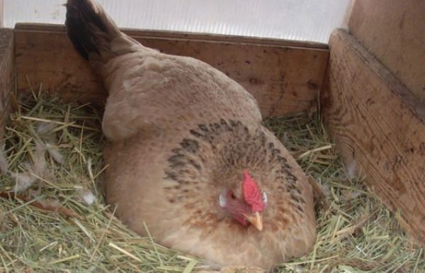 החוואי היה בטוח שהתרנגולת שלו הטילה ביצה, אך אז הוא הבין על מה היא יושבת…