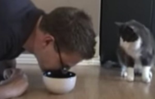 הבעלים עשה עצמו אוכל את האוכל של החתול שלו – עכשיו תראו את התגובה הגאונית של החתול