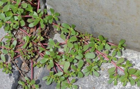 אם אתם רואים את העשב הזה צומח בגינה שלכם, לעולם אל תעקרו אותו! זאת הסיבה מדוע