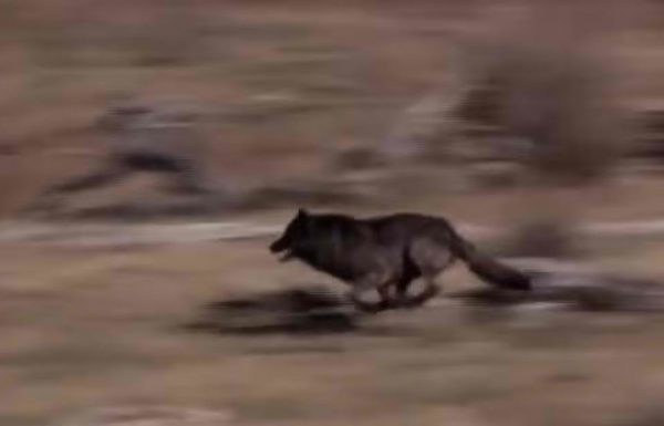 הם שיחררו 14 זאבים באמצע פארק לאומי – אז קרה משהו שאף אחד אפילו לא חלם עליו